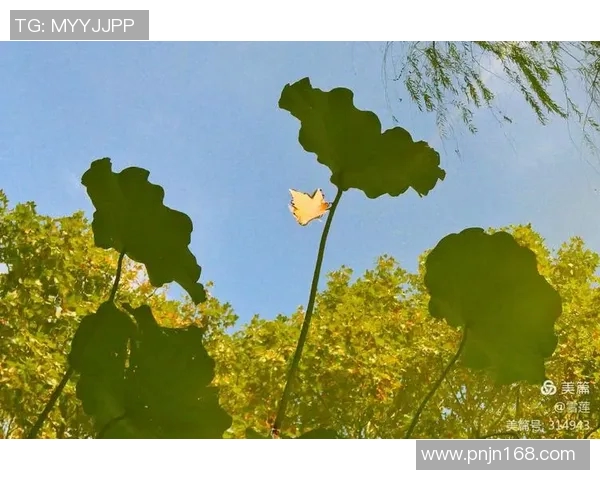 川传足球明星名单全解析及其成就回顾